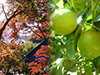 レモン収穫＆温州みかん食べ放題と小松寺紅葉散策
