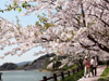 体験ツアー　食用なの花狩りと春の桜鑑賞