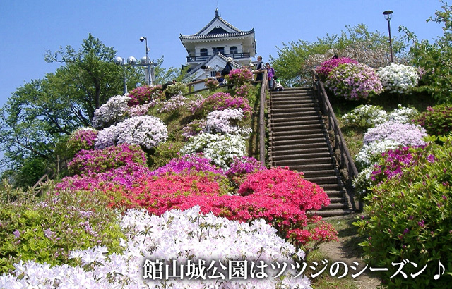 館山城公園はツツジの季節