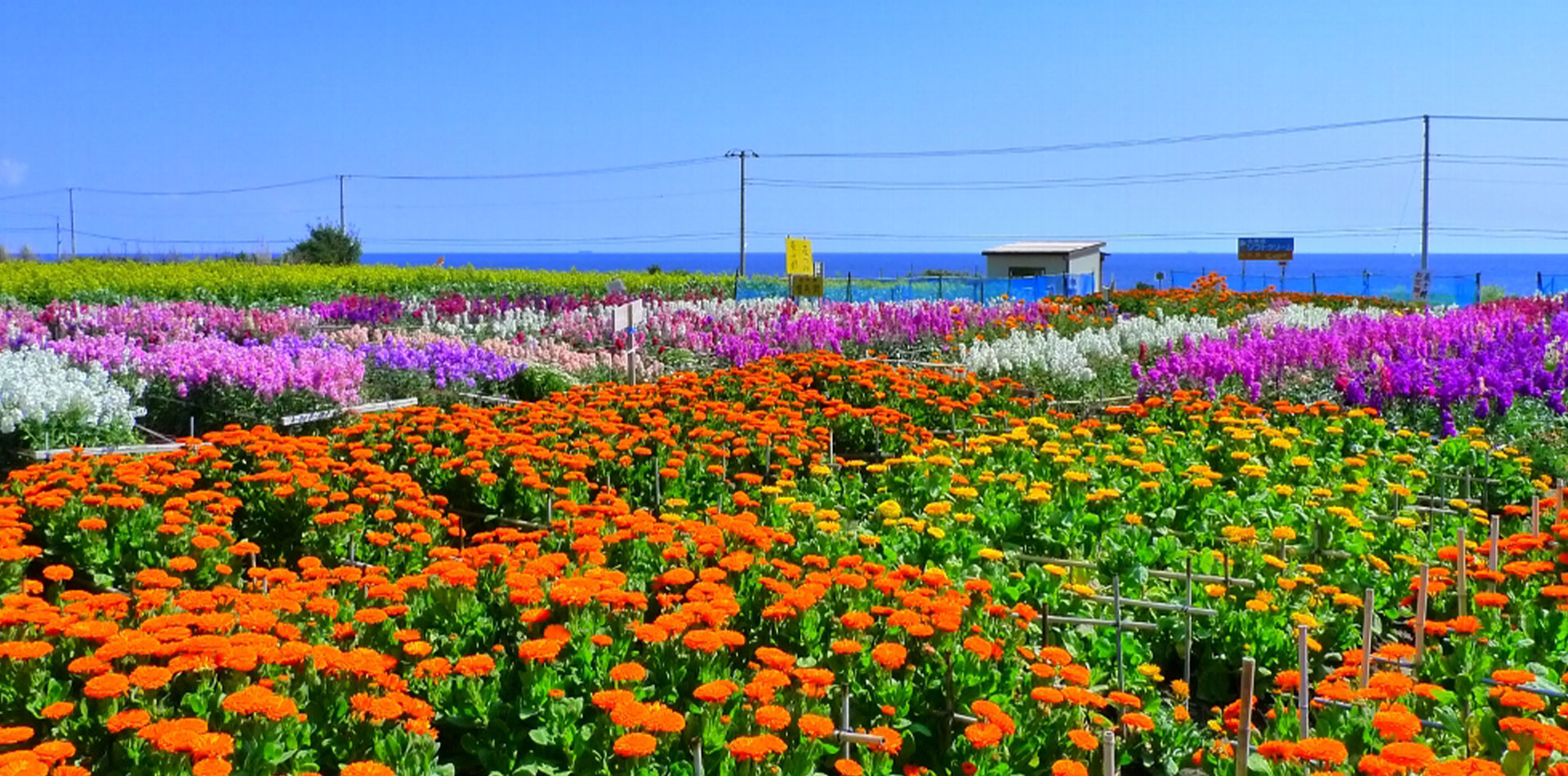 南房総は1月から花摘みのシーズン