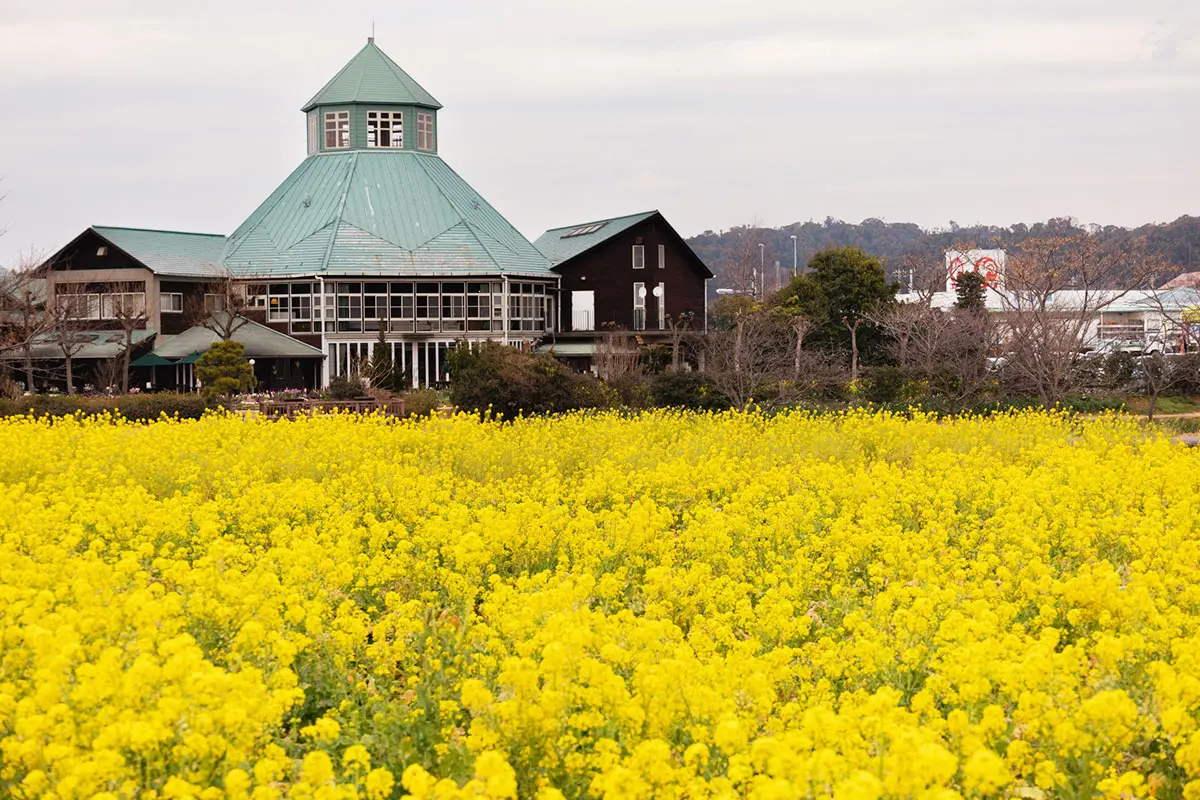 富浦町枇杷倶楽部