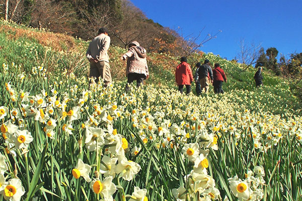 日本三大水仙の里　鋸南町水仙まつり