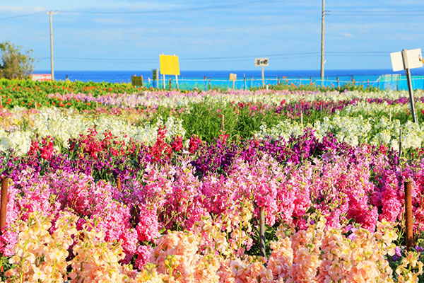 南房総のお花畑