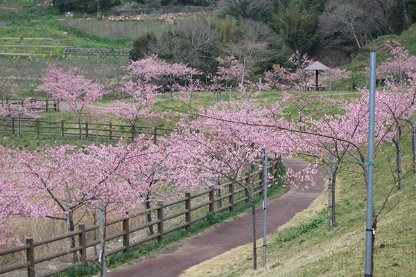 佐久間ダム湖親水公園の頼朝桜