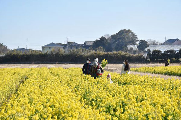 鴨川市「菜な畑ロード2025」より早春の便り